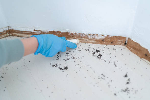Best Pest Control for Businesses  in Alamogordo, NM